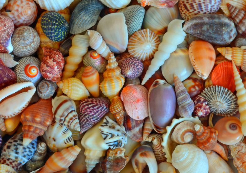 Get Wallpaper Conchiglie Gioielli Di Mare E Di Terra Bergamo Avvenimenti Desktop Wallpaper Free